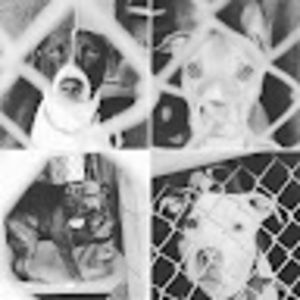 Meet your Posher, Shelter dog